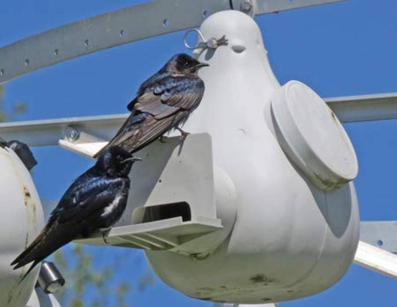 Purple Martin Vertical Gourd Bird House M4953