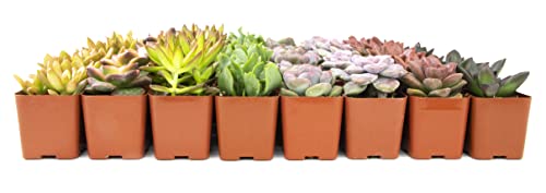 20 Pack Assorted Potted Succulent Plants in Cacti and Succulent Soil Mix D600358