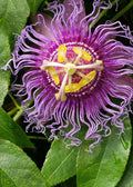 Purple Passion Fruits Passiflora Edulis Live Plants X101625