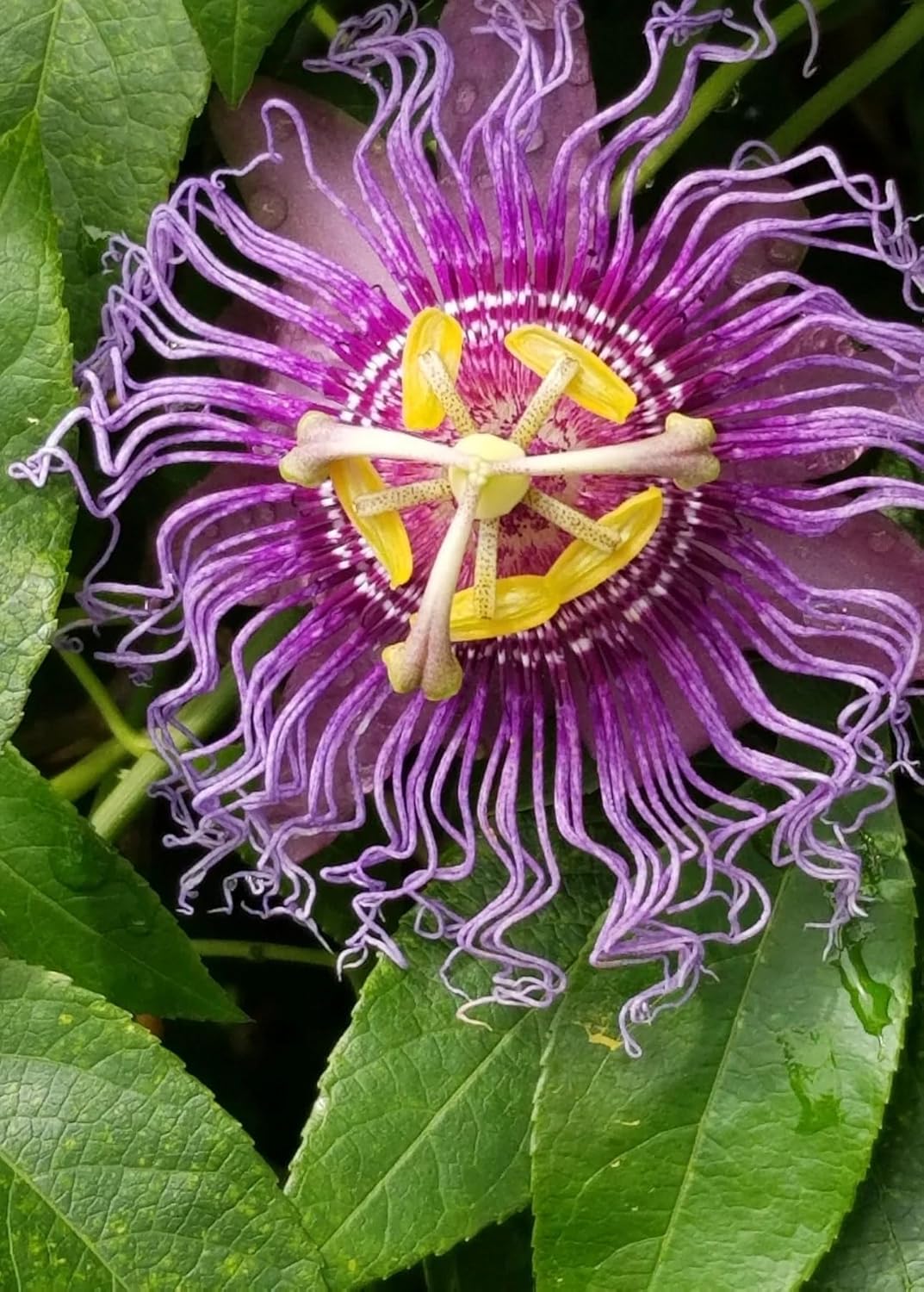 Purple Passion Fruits Passiflora Edulis Live Plants X101625