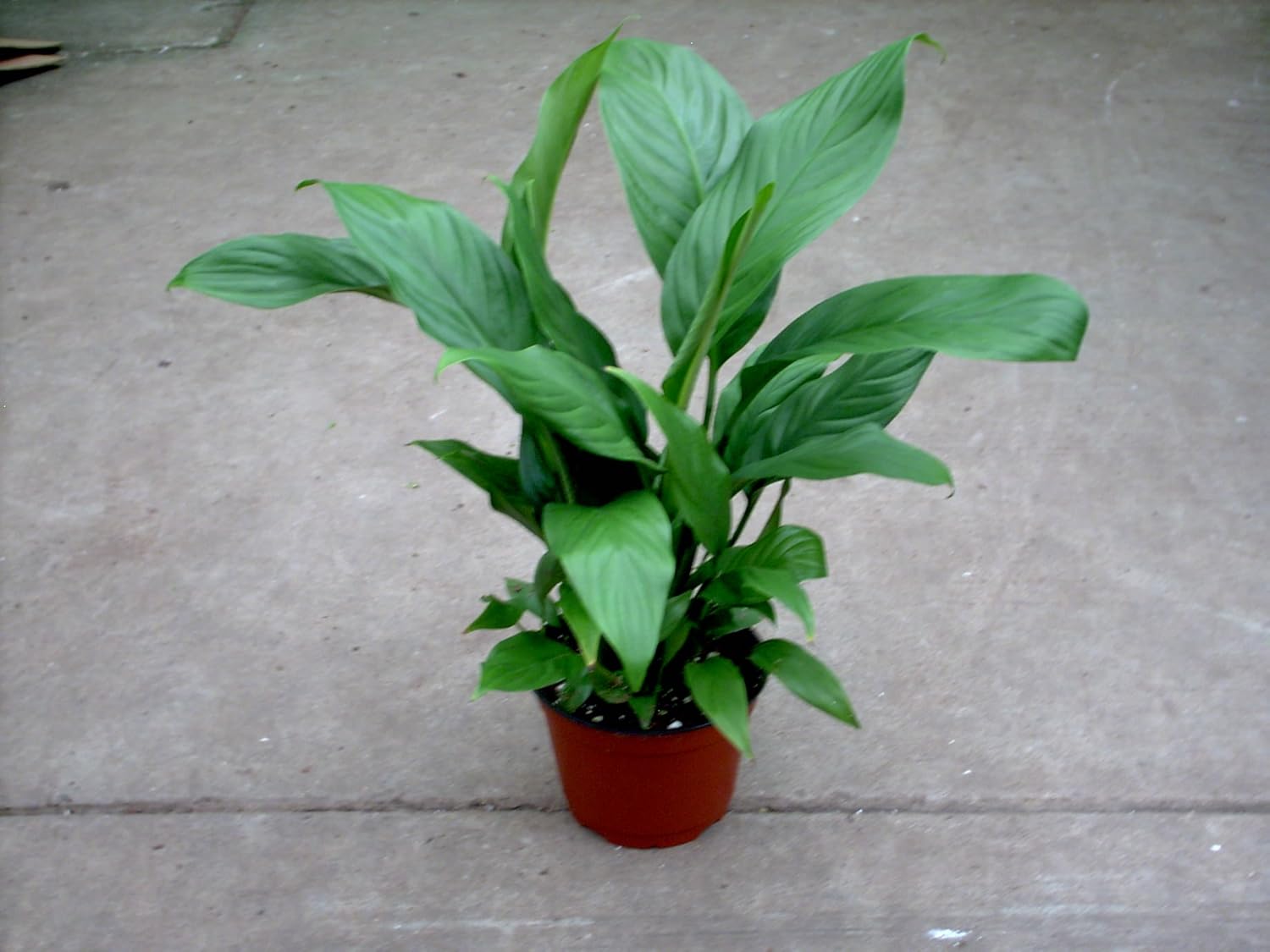 6" Pot Peace Lily B5605