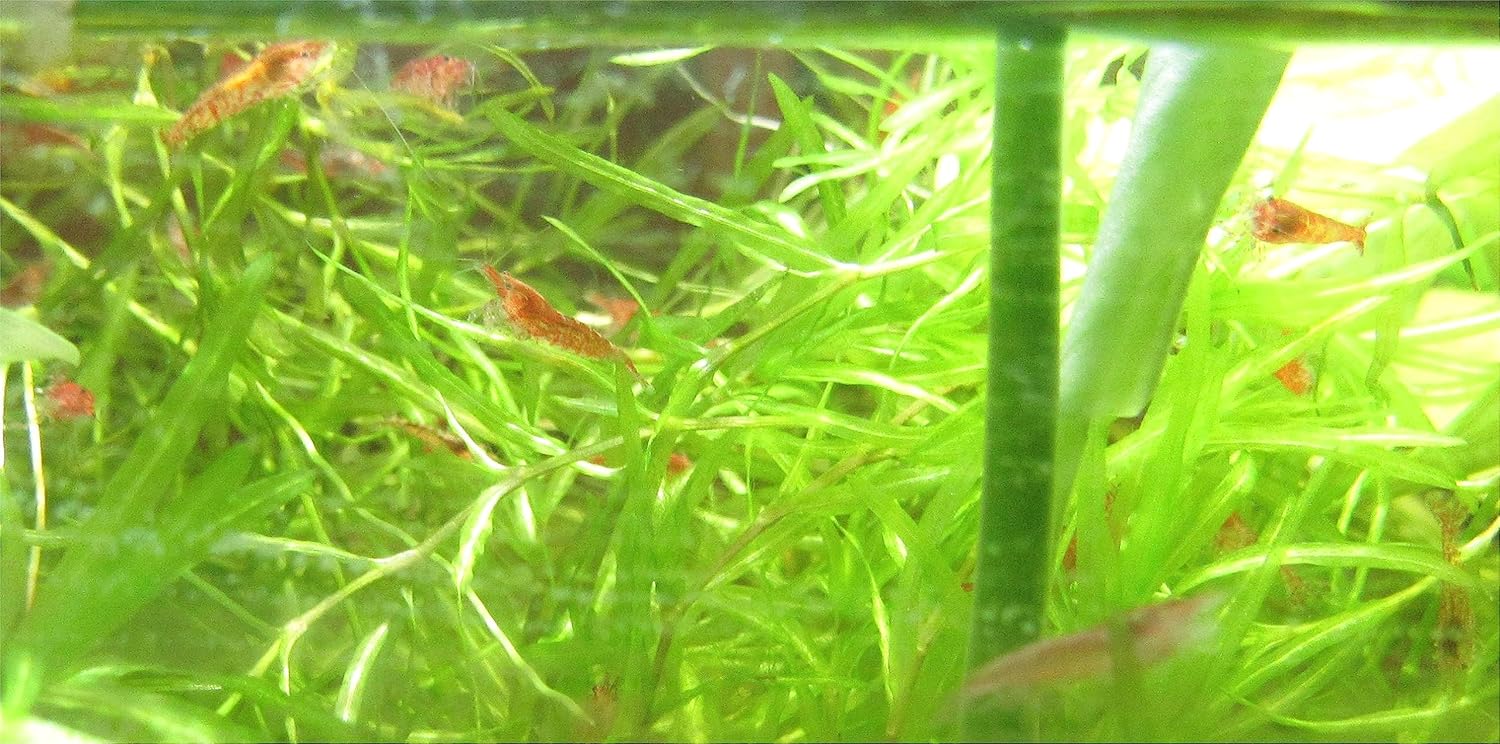 12 Red Cherry Shrimp Freshwater Aquarium Shrimp X2177