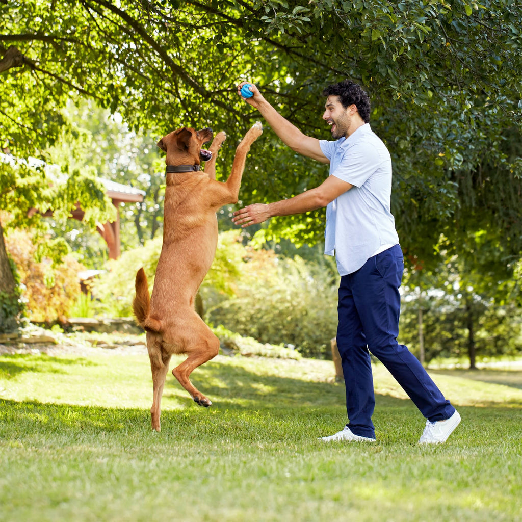 Natural Savory Chicken Veggies Barley Recipe Adult Dog Food, 40 lb Q475