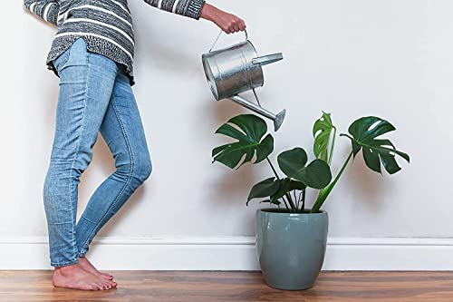 10" Monstera Deliciosa Plant O295
