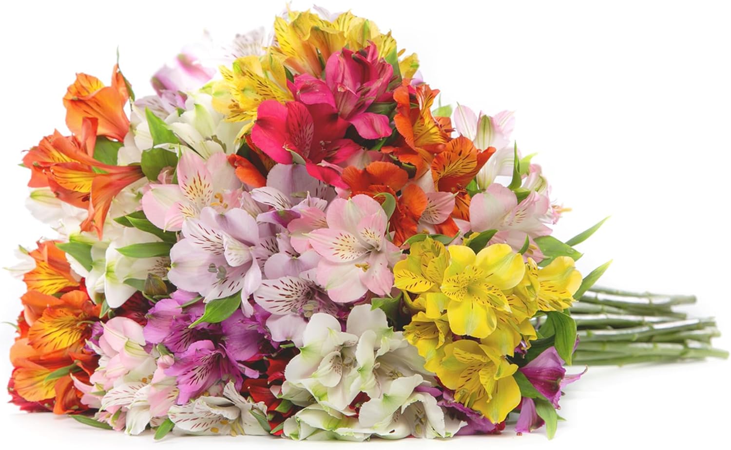 24 Multicolored Alstroemeria Bouquet Flowers H869