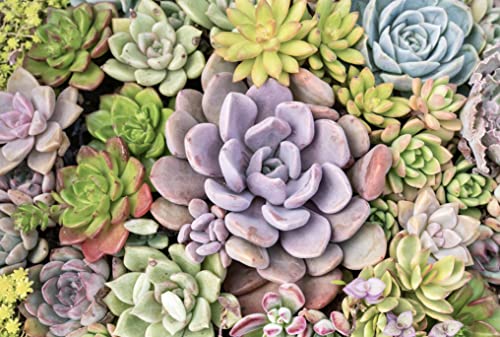 20 Pack Assorted Potted Succulent Plants in Cacti and Succulent Soil Mix D600358