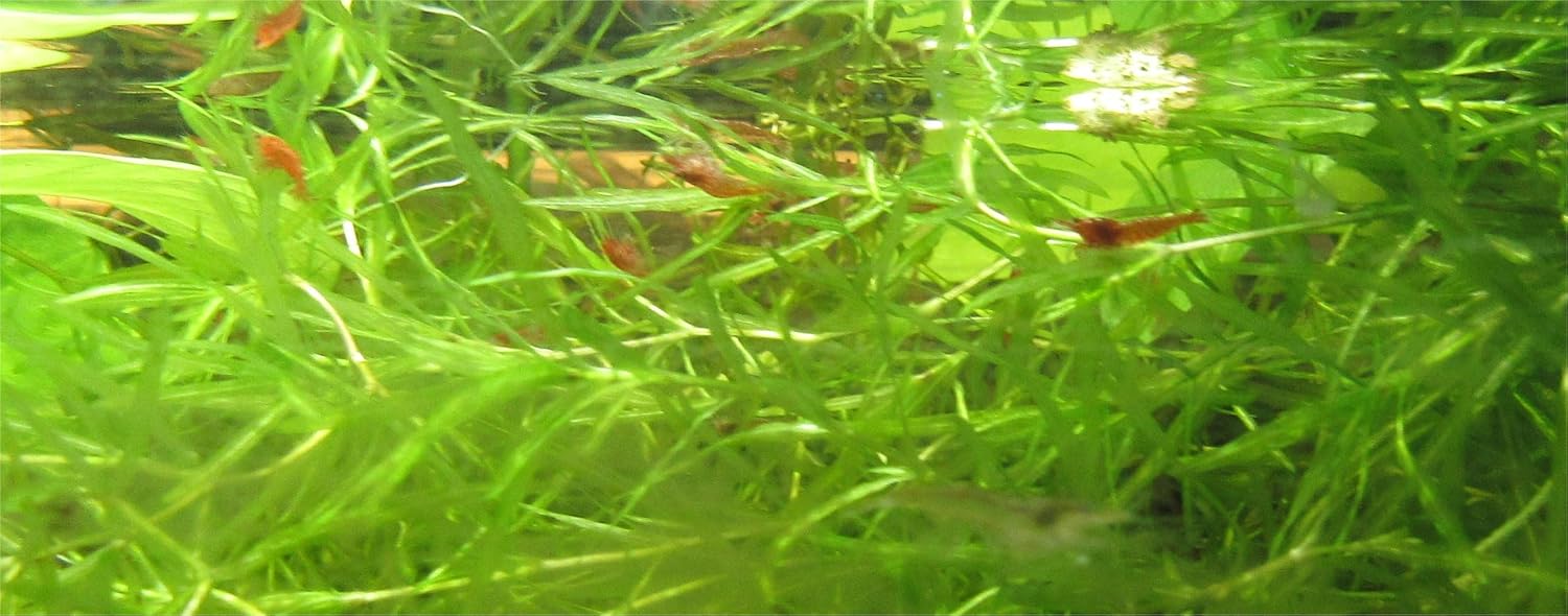 12 Red Cherry Shrimp Freshwater Aquarium Shrimp X2177