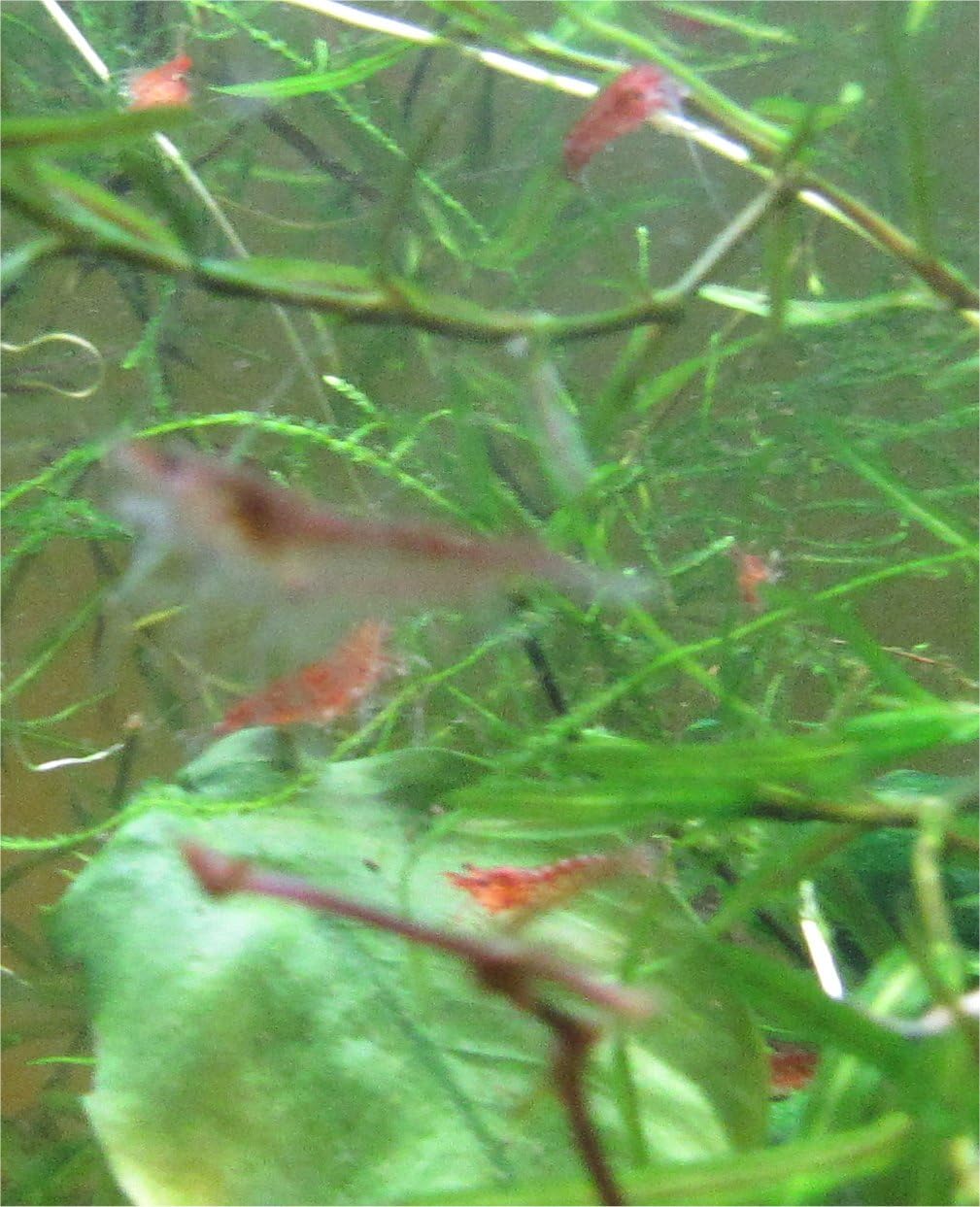 12 Red Cherry Shrimp Freshwater Aquarium Shrimp X2177