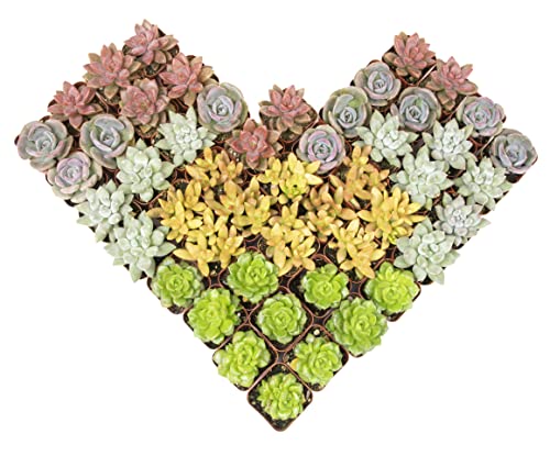 20 Pack Assorted Potted Succulent Plants in Cacti and Succulent Soil Mix D600358