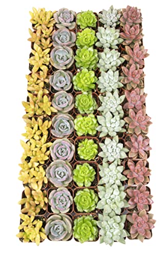 20 Pack Assorted Potted Succulent Plants in Cacti and Succulent Soil Mix D600358