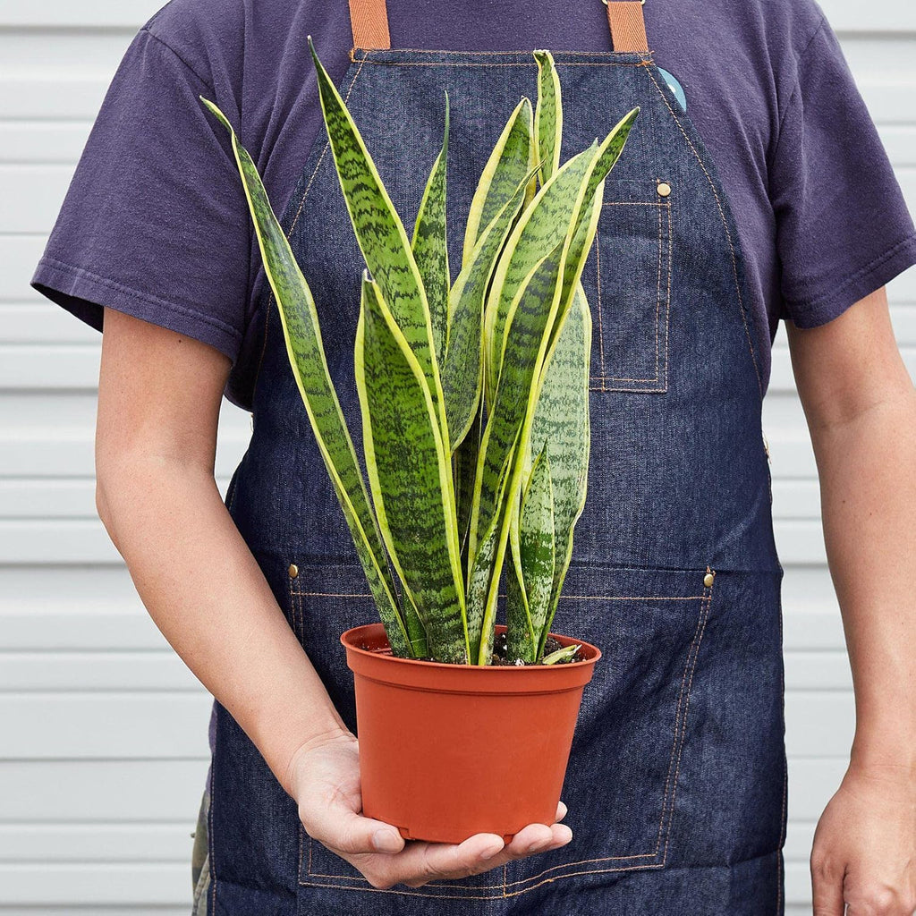 Snake Plant Laurentii Live Indoor Plant E55317