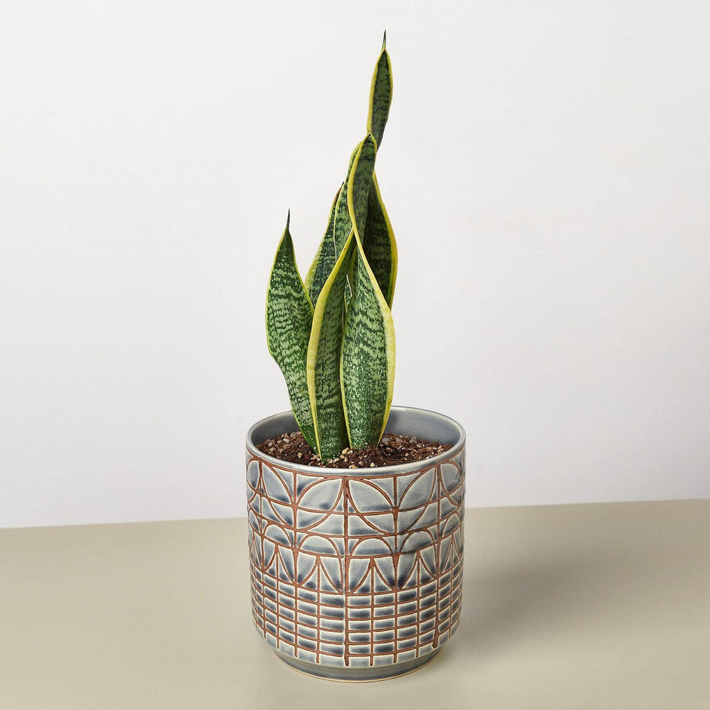 Snake Plant Laurentii Live Indoor Plant E55317