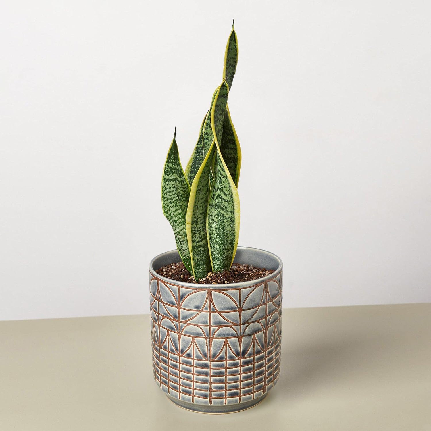 Snake Plant Laurentii Live Indoor Plant E55317