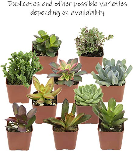 20 Pack Assorted Potted Succulent Plants in Cacti and Succulent Soil Mix D600358