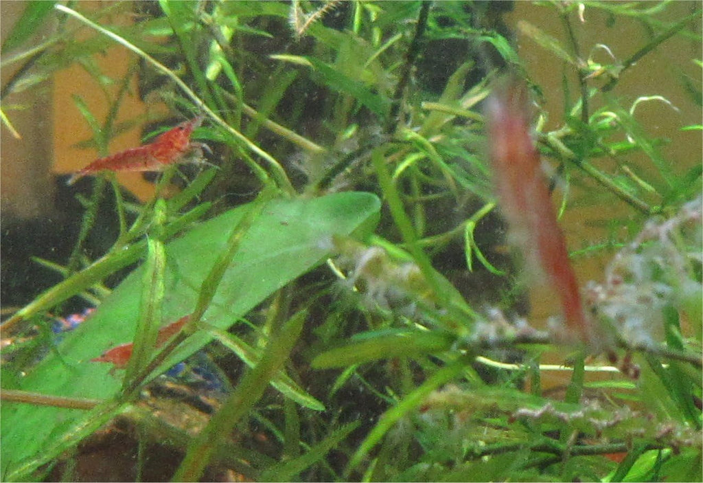12 Red Cherry Shrimp Freshwater Aquarium Shrimp X2177