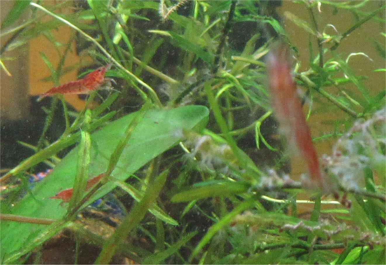 12 Red Cherry Shrimp Freshwater Aquarium Shrimp X2177
