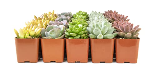 20 Pack Assorted Potted Succulent Plants in Cacti and Succulent Soil Mix D600358