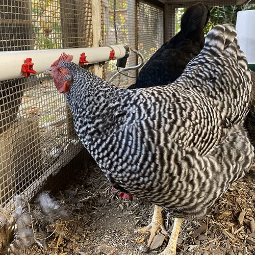 Chicken Waterer Heater A747