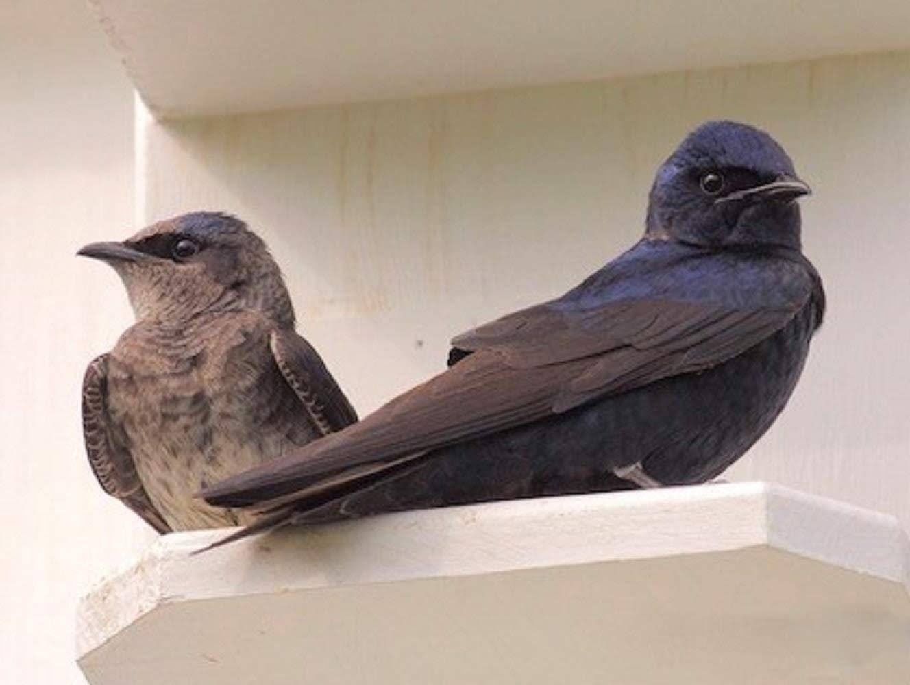 Purple Martin Vertical Gourd Bird House M4953