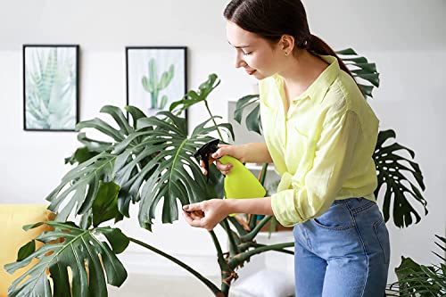 10" Monstera Deliciosa Plant O295
