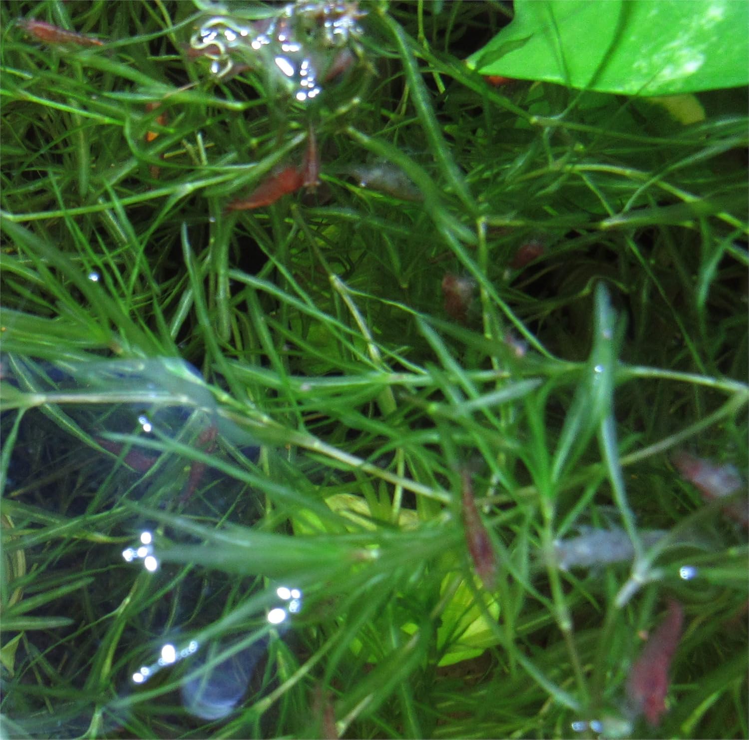 12 Red Cherry Shrimp Freshwater Aquarium Shrimp X2177