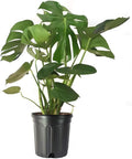 10" Monstera Deliciosa Plant O295