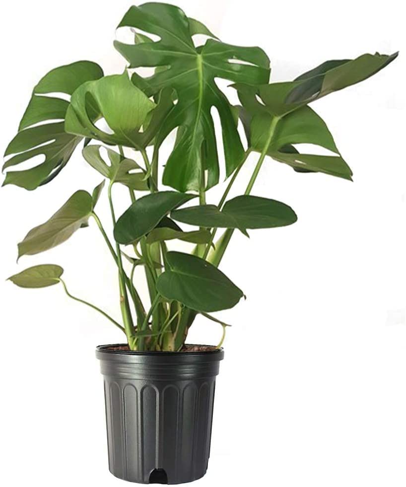 10" Monstera Deliciosa Plant O295
