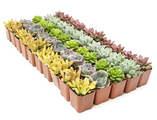 20 Pack Assorted Potted Succulent Plants in Cacti and Succulent Soil Mix D600358