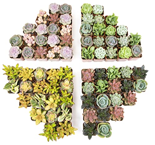 20 Pack Assorted Potted Succulent Plants in Cacti and Succulent Soil Mix D600358