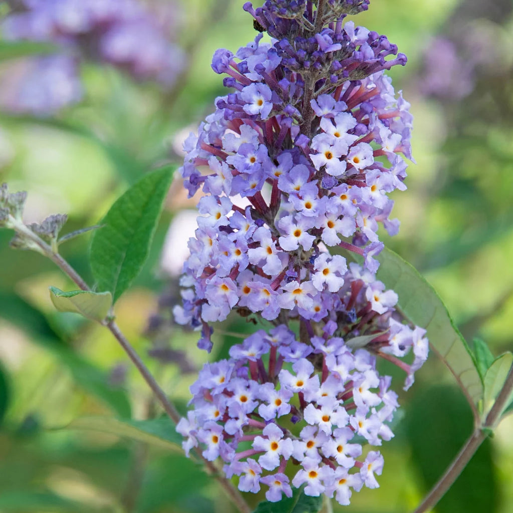 Butterfly Bush Deciduous Bare Root Perennial Plant (1-Pack) U7896