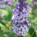 Butterfly Bush Deciduous Bare Root Perennial Plant (1-Pack) U7896