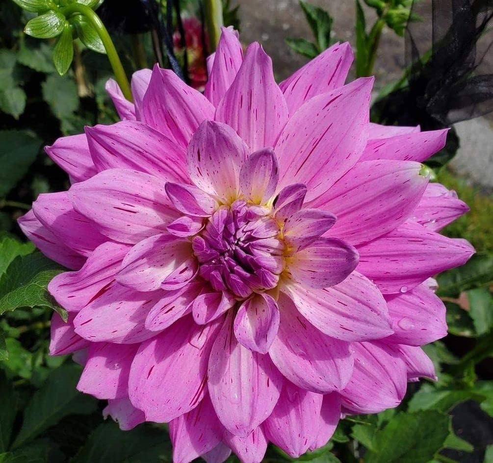 Blue and White Dahlia Seeds E7161