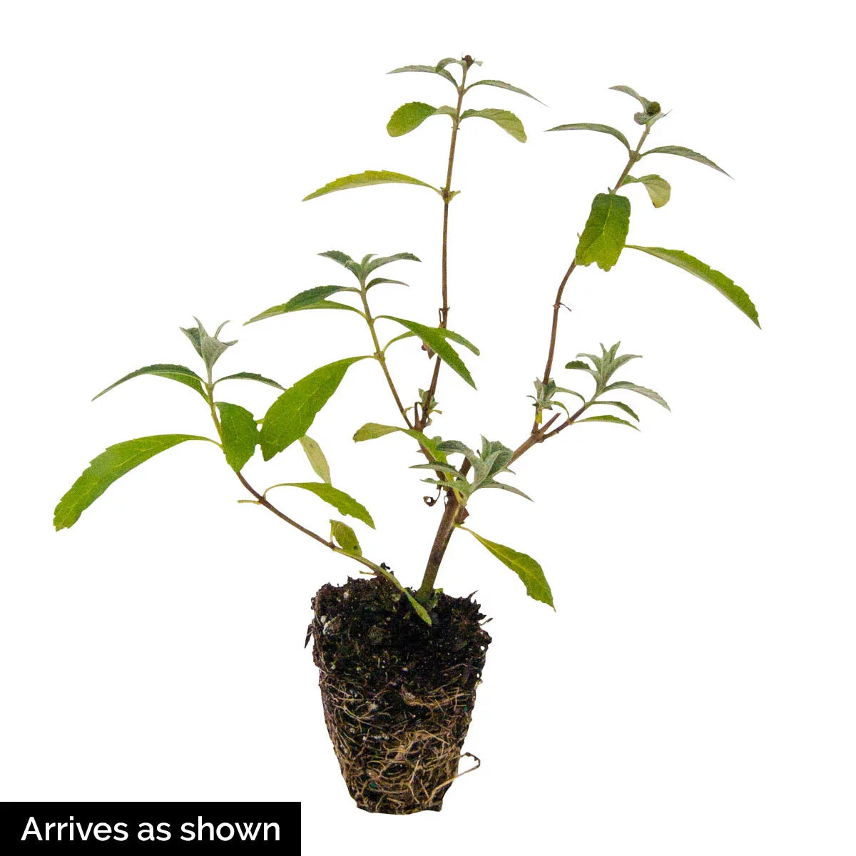Butterfly Bush Deciduous Bare Root Perennial Plant (1-Pack) U7896