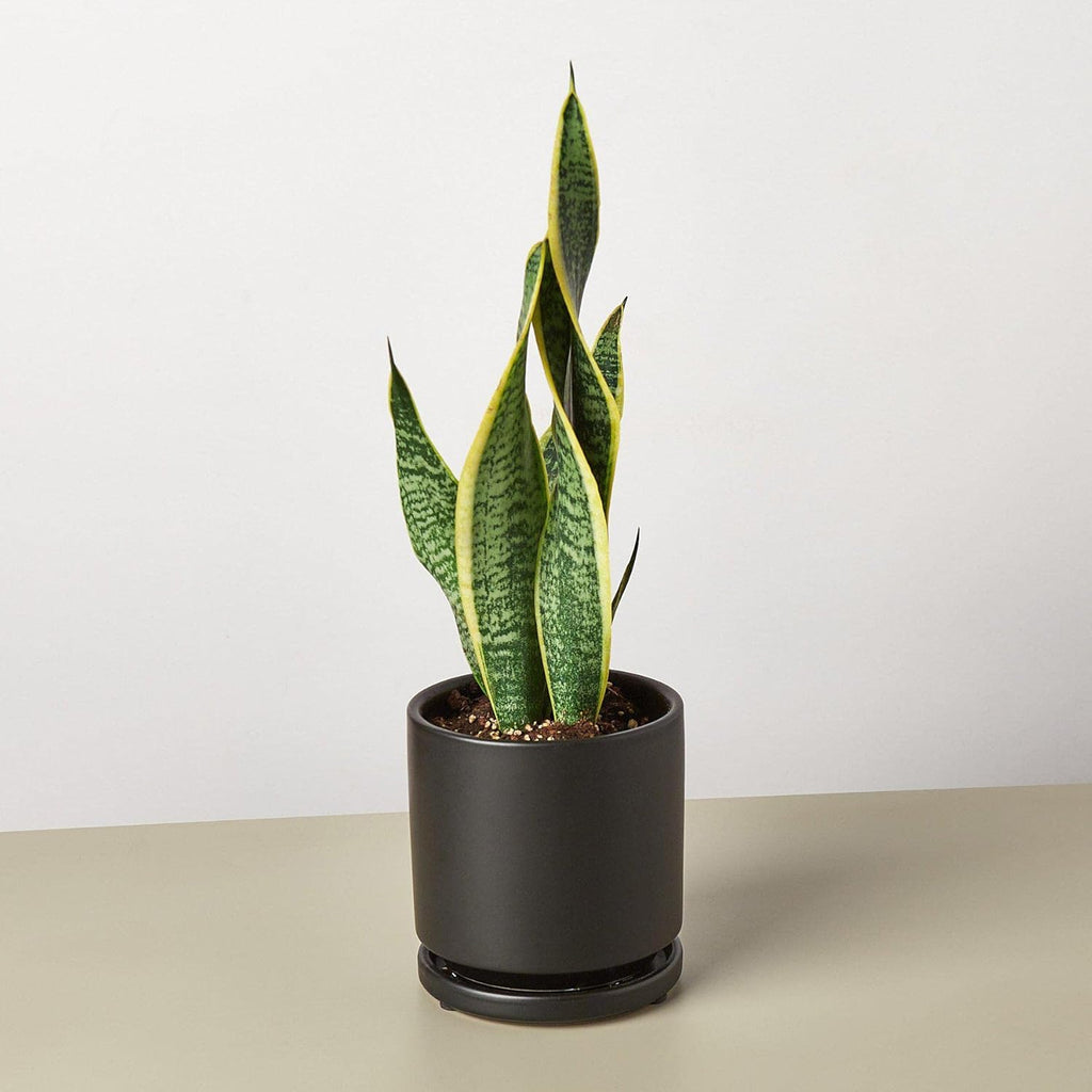 Snake Plant Laurentii Live Indoor Plant E55317
