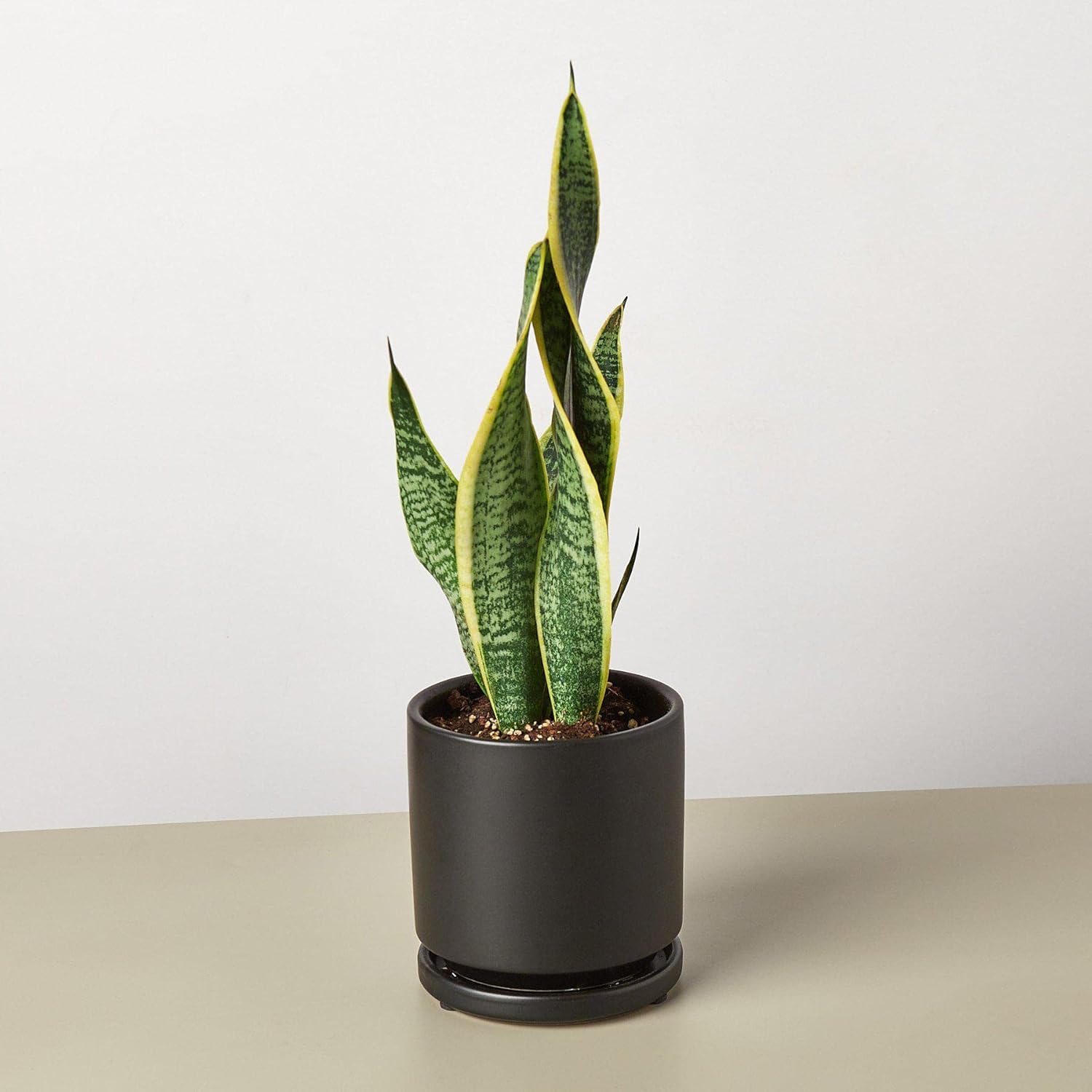Snake Plant Laurentii Live Indoor Plant E55317