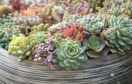 20 Pack Assorted Potted Succulent Plants in Cacti and Succulent Soil Mix D600358