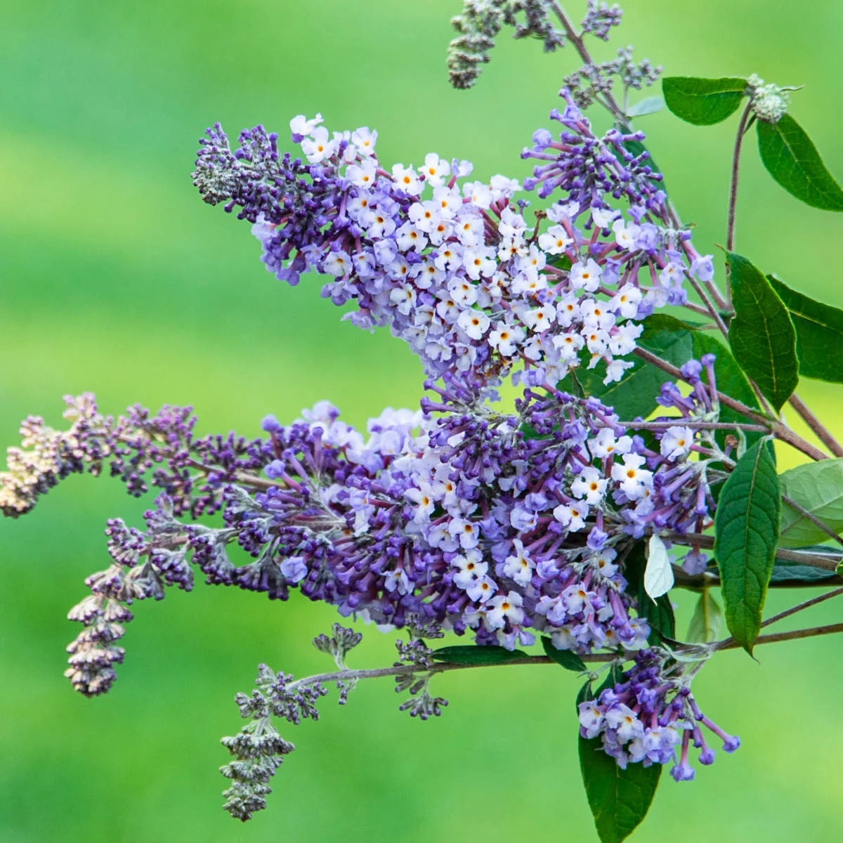 Butterfly Bush Deciduous Bare Root Perennial Plant (1-Pack) U7896