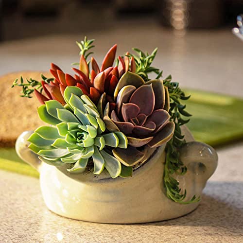 20 Pack Assorted Potted Succulent Plants in Cacti and Succulent Soil Mix D600358