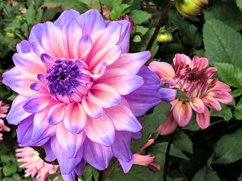 Blue and White Dahlia Seeds E7161