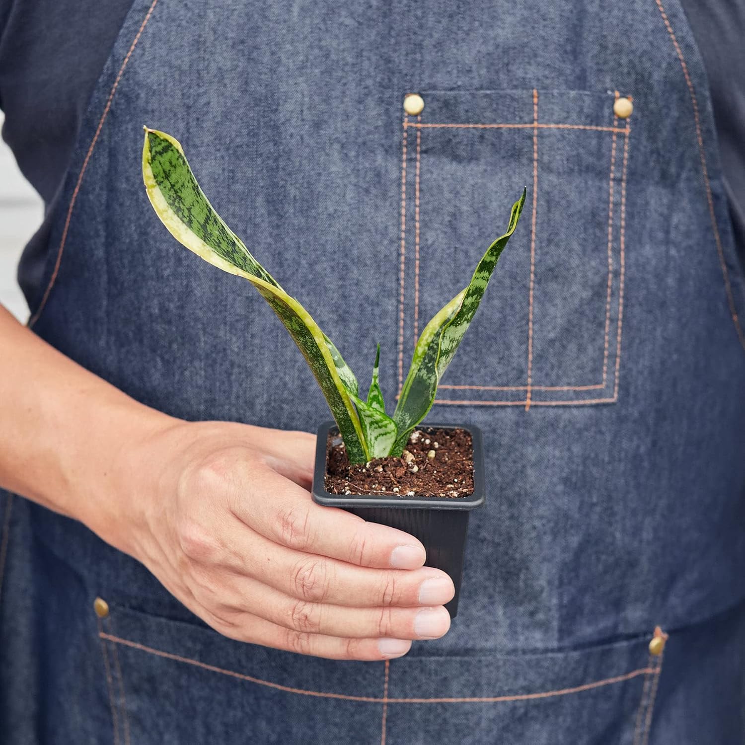 Snake Plant Laurentii Live Indoor Plant E55317