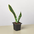 Snake Plant Laurentii Live Indoor Plant E55317