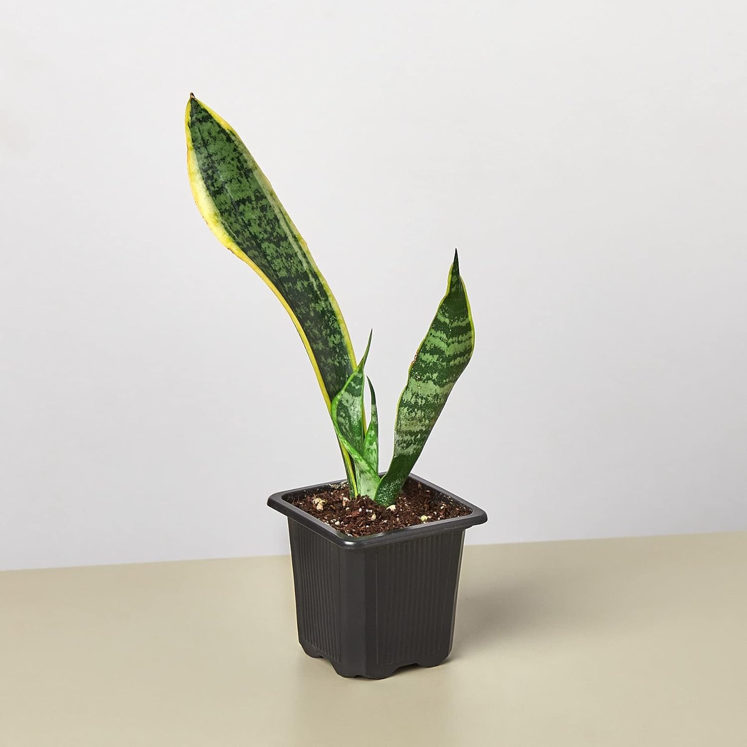 Snake Plant Laurentii Live Indoor Plant E55317