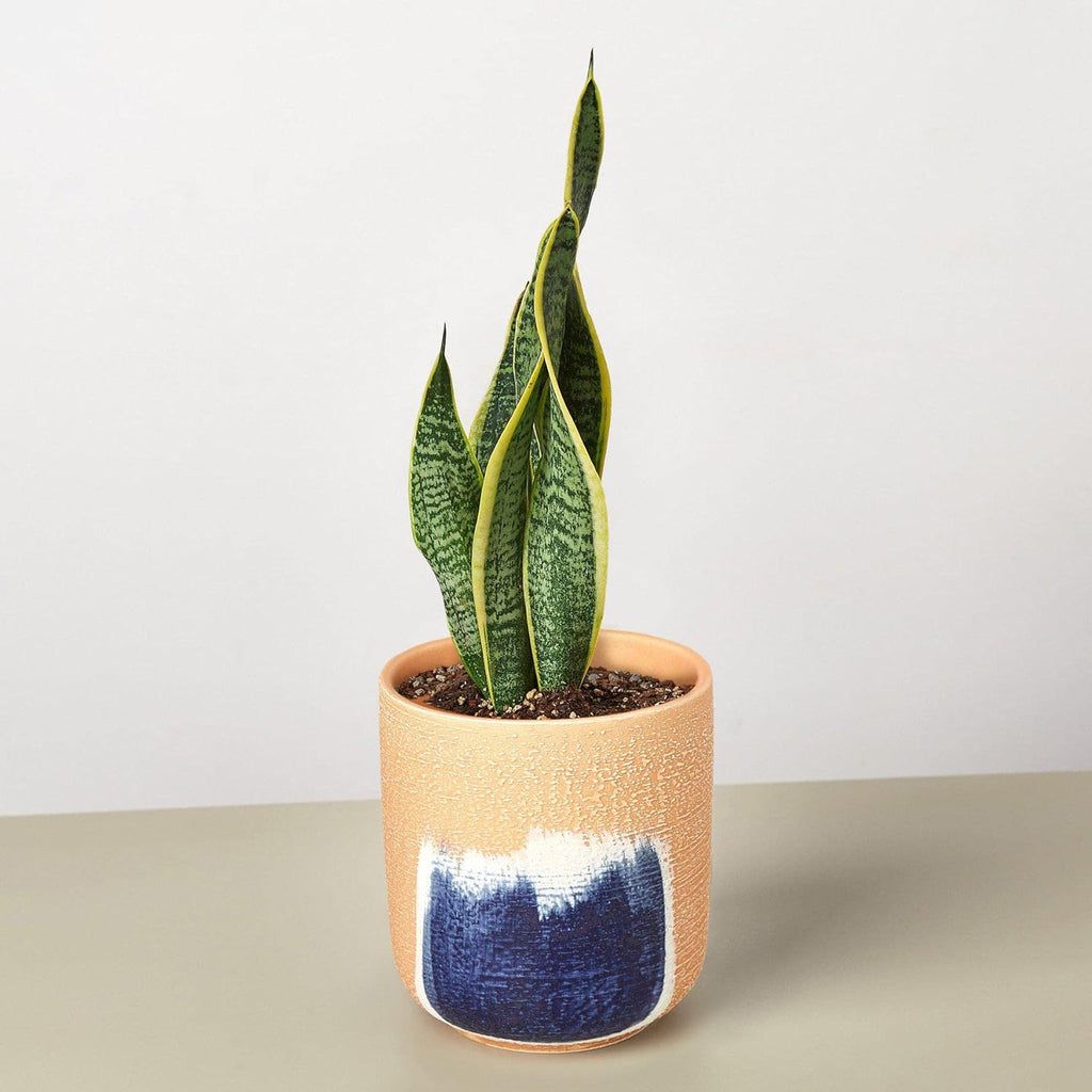 Snake Plant Laurentii Live Indoor Plant E55317
