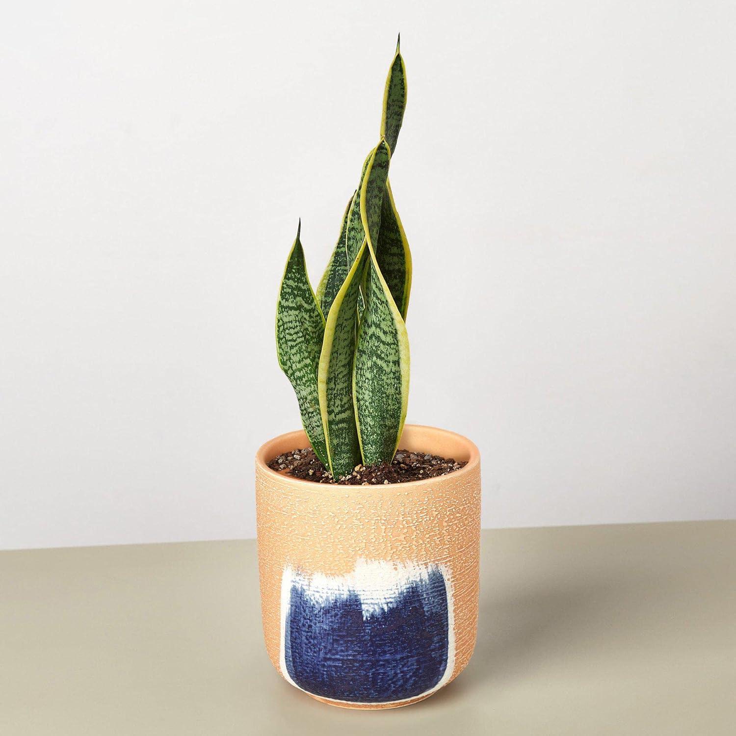Snake Plant Laurentii Live Indoor Plant E55317