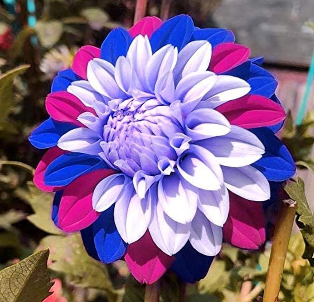 Blue and White Dahlia Seeds E7161