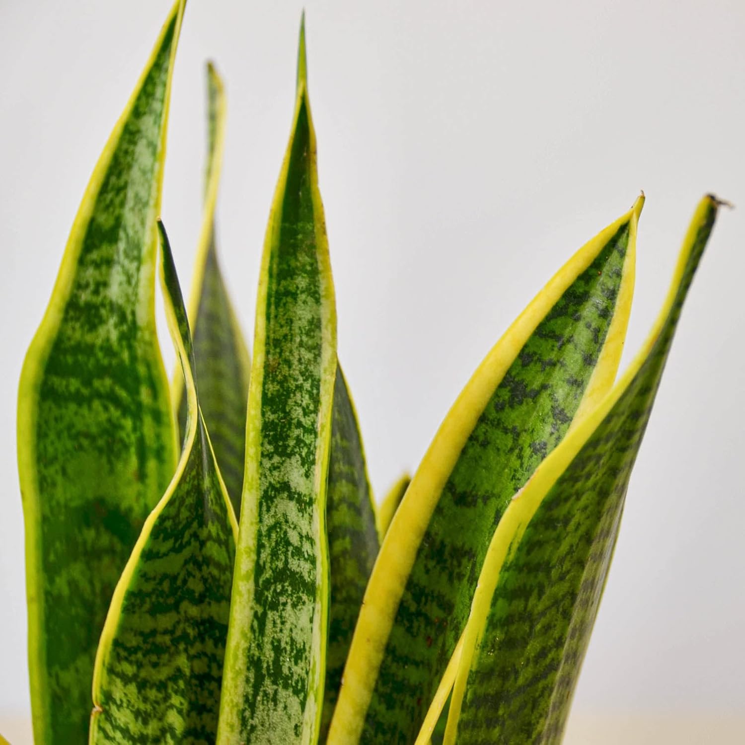 Snake Plant Laurentii Live Indoor Plant E55317