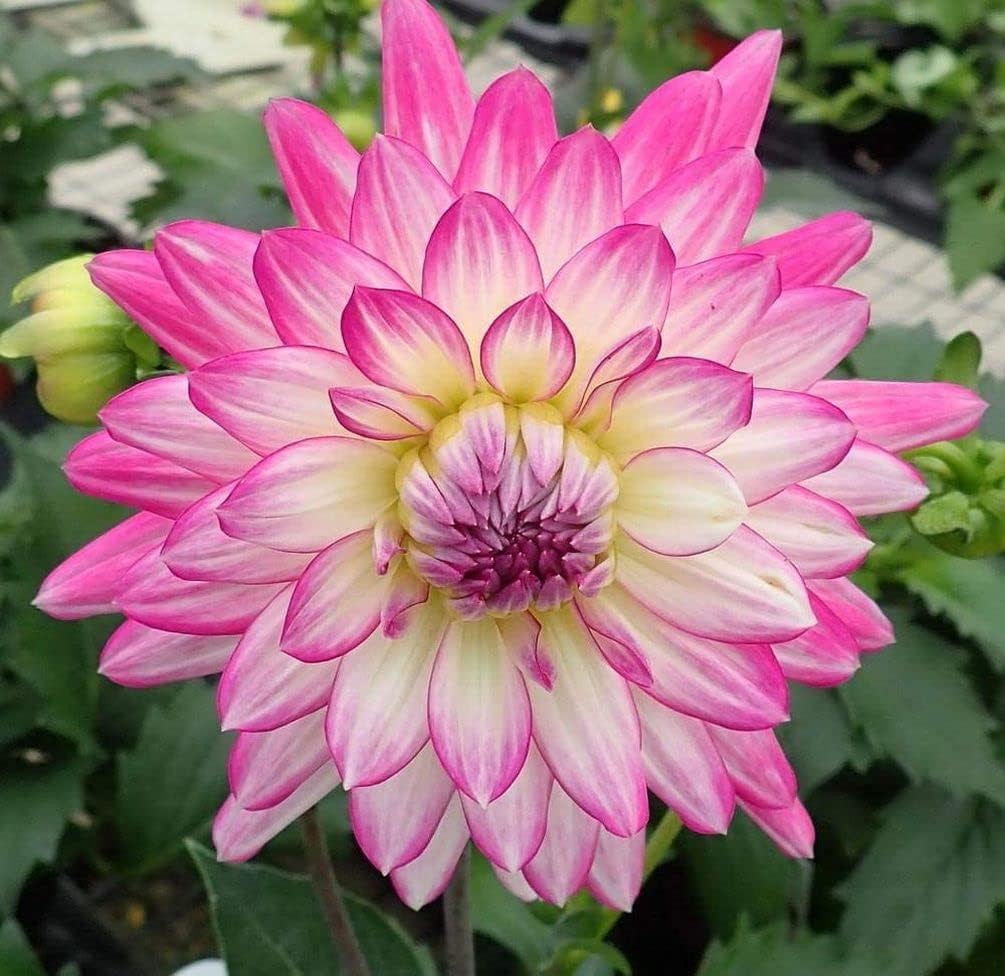 Blue and White Dahlia Seeds E7161