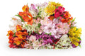 24 Multicolored Alstroemeria Bouquet Flowers H869