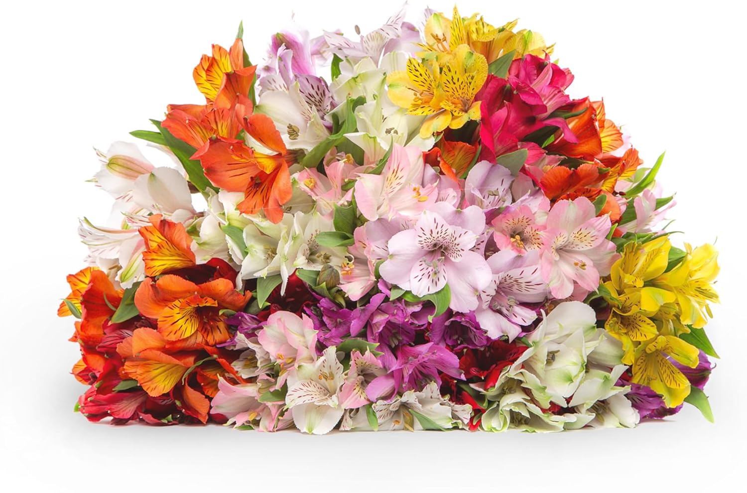 24 Multicolored Alstroemeria Bouquet Flowers H869